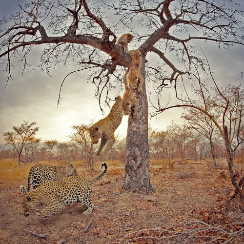 VR education leopard in tree