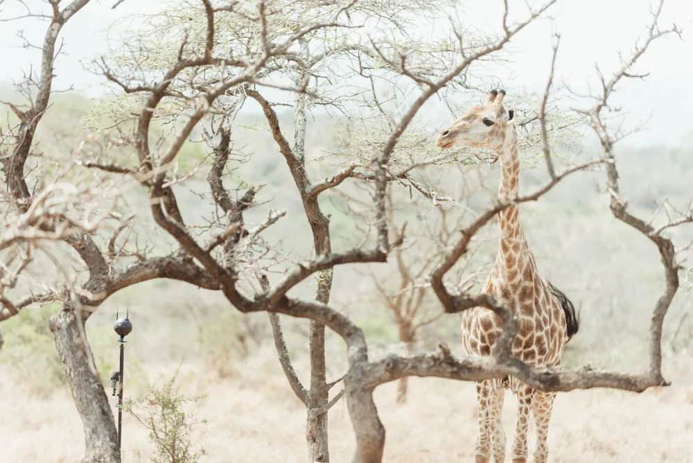 VR nature documentary giraffe