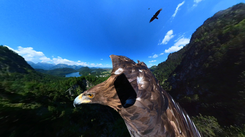 While shooting eagle POV video, an eagle flies over lush green mountains with another bird of prey in shot.
