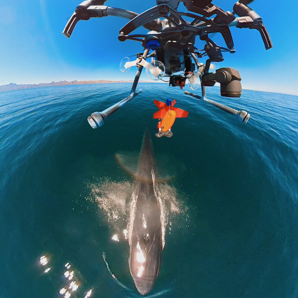 Picture of SnotBot flying above whale with Insta360 X3