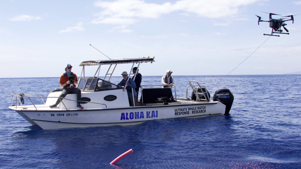 Ocean Alliance use Insta360 X3 to evaluate the state of an entangled or distressed whale. The crew remain on the boat