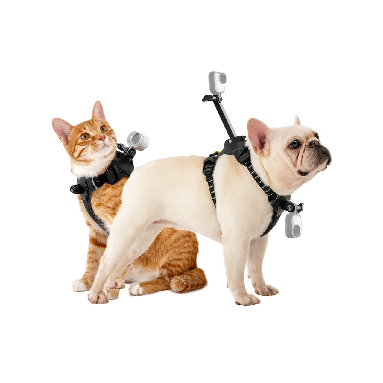 ペット用ハーネスマウント - アクセサリー - Insta360ストア