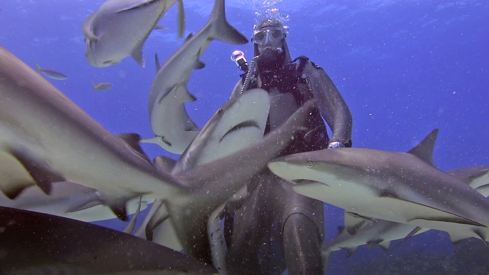 Filming Reef Sharks with Insta360 ONE X.