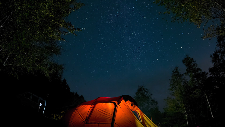 Starry night in the forest.