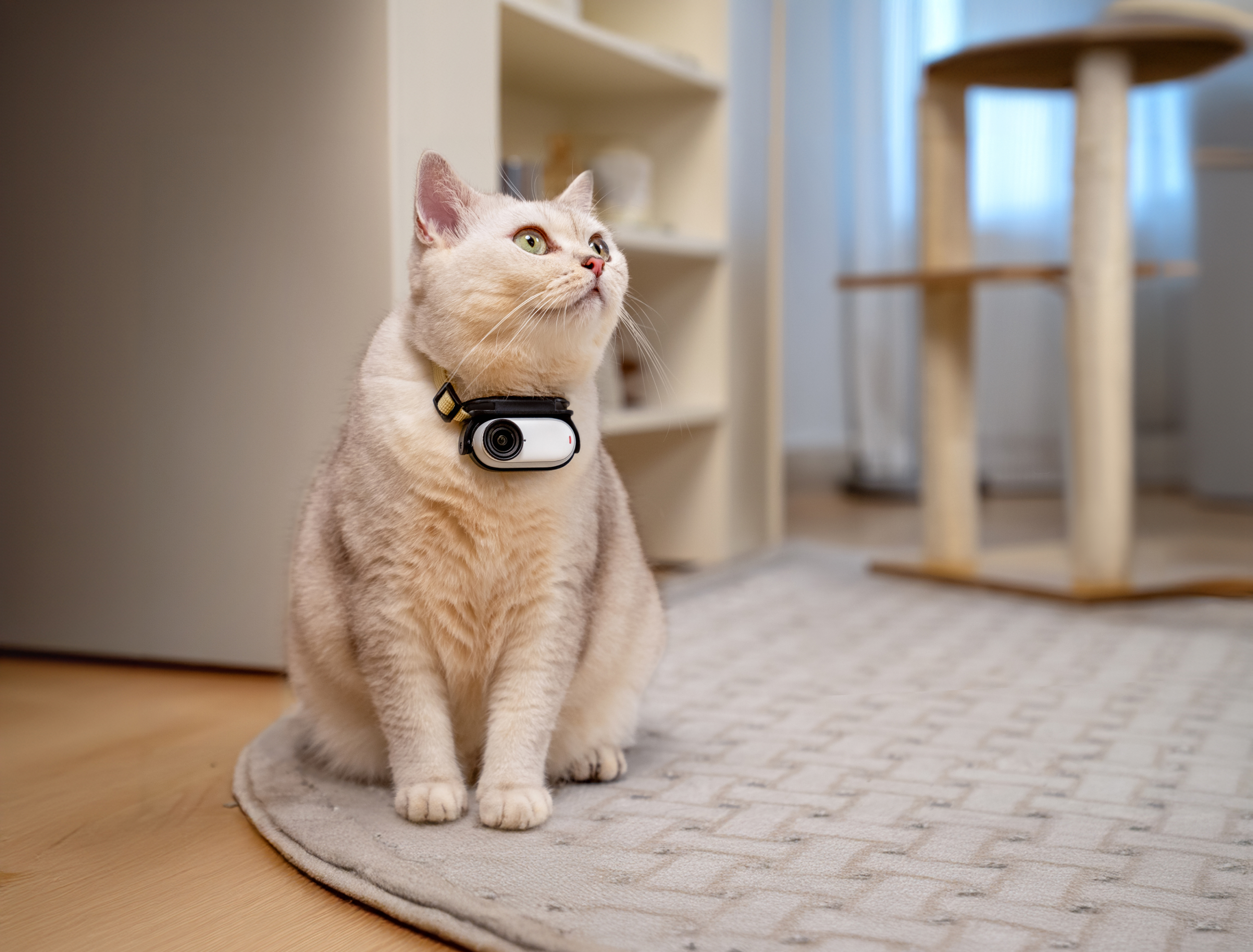 A white cat sitting on a beige patterned carpet wearing cat camera Insta360 GO 3S on a collar clip around its neck. There is a cat scratch toy in the background.