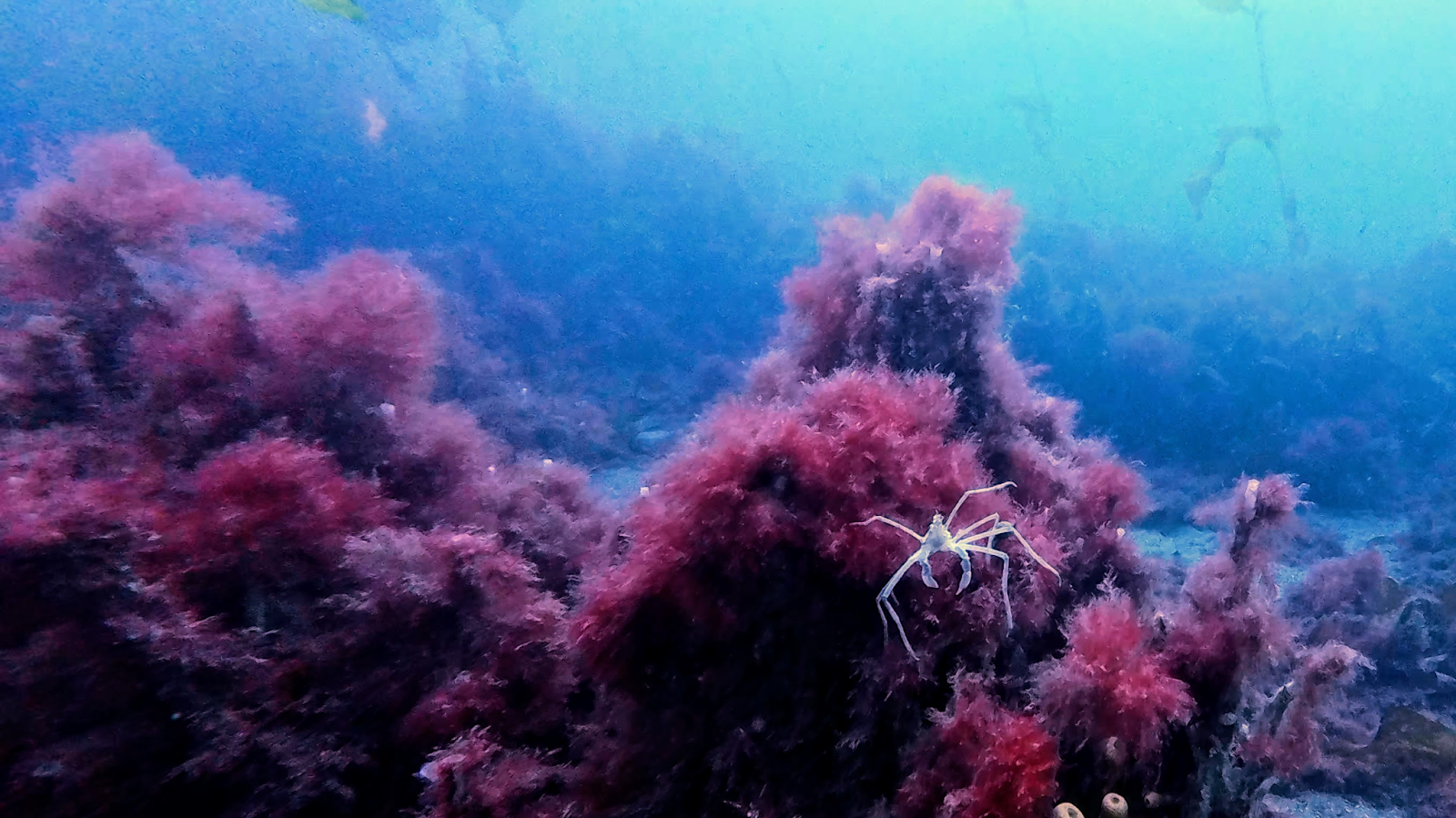 A crab underwater in Antarctica.