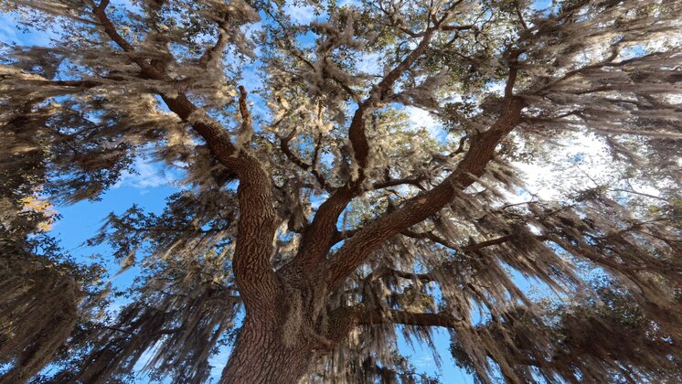 Towering live oak draped in Spanish moss, shot in ultra-crisp detail with Insta360.