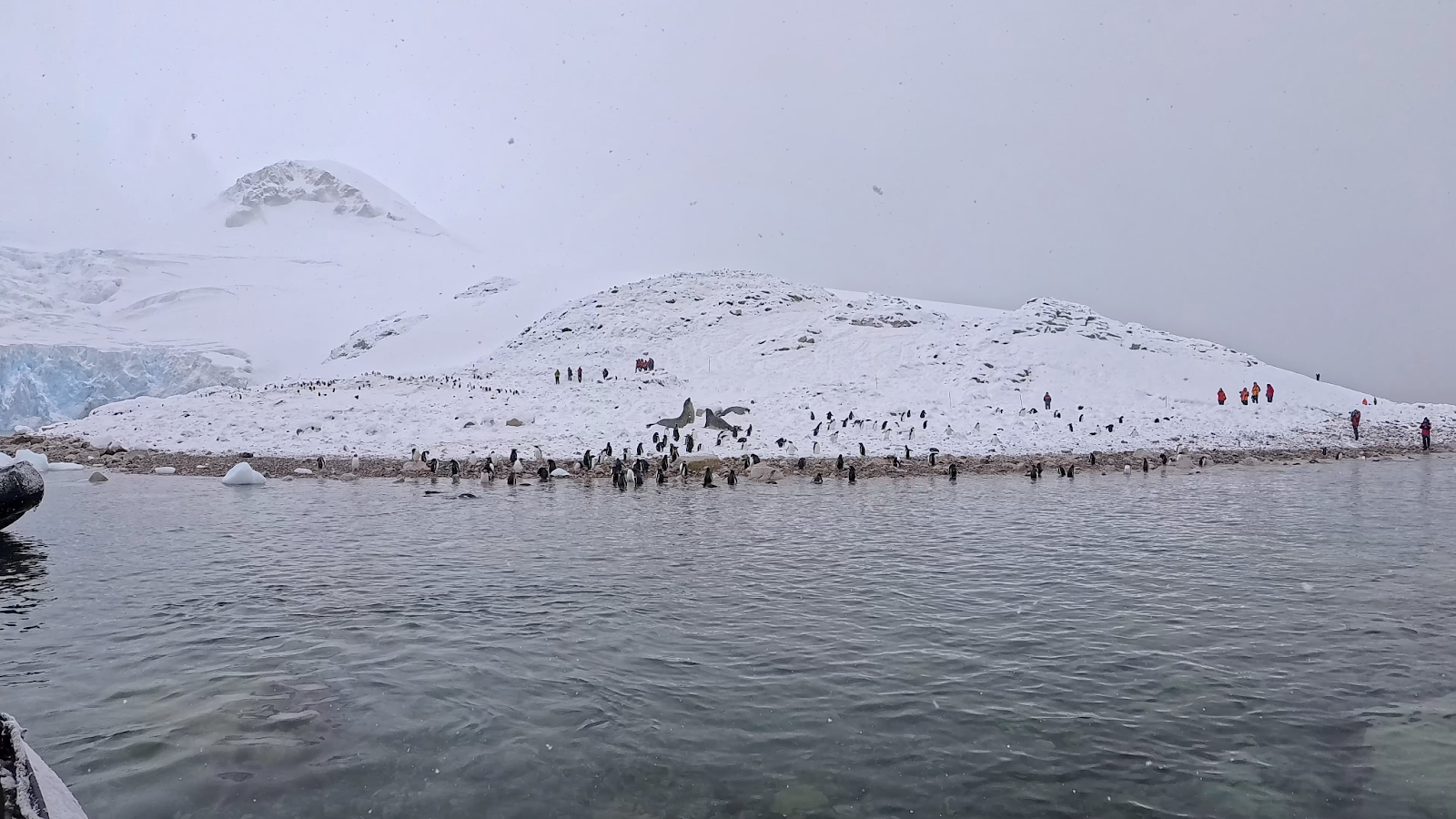 A colony of penguins in Antarctica.