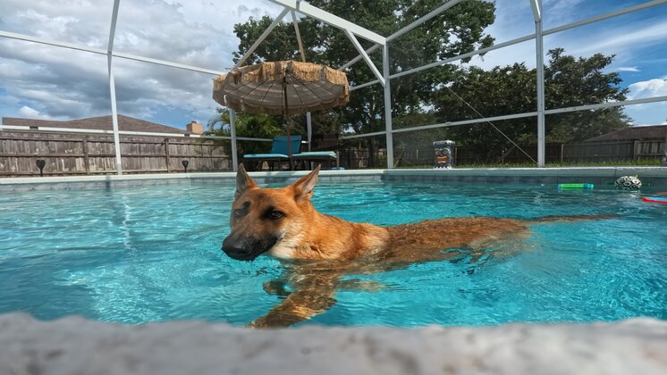 Terry L Jarrell's German shepherd Luna—his constant companion since 2023—captured mid-swim with Insta360 Ace Pro.