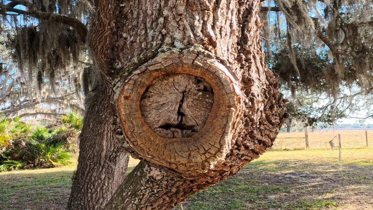 A weathered oak knot resembling an eerie, watching eye—one of countless stills Terry L Jarrell captured with Insta360 to build his personal image library for Arcana AI filmmaking.