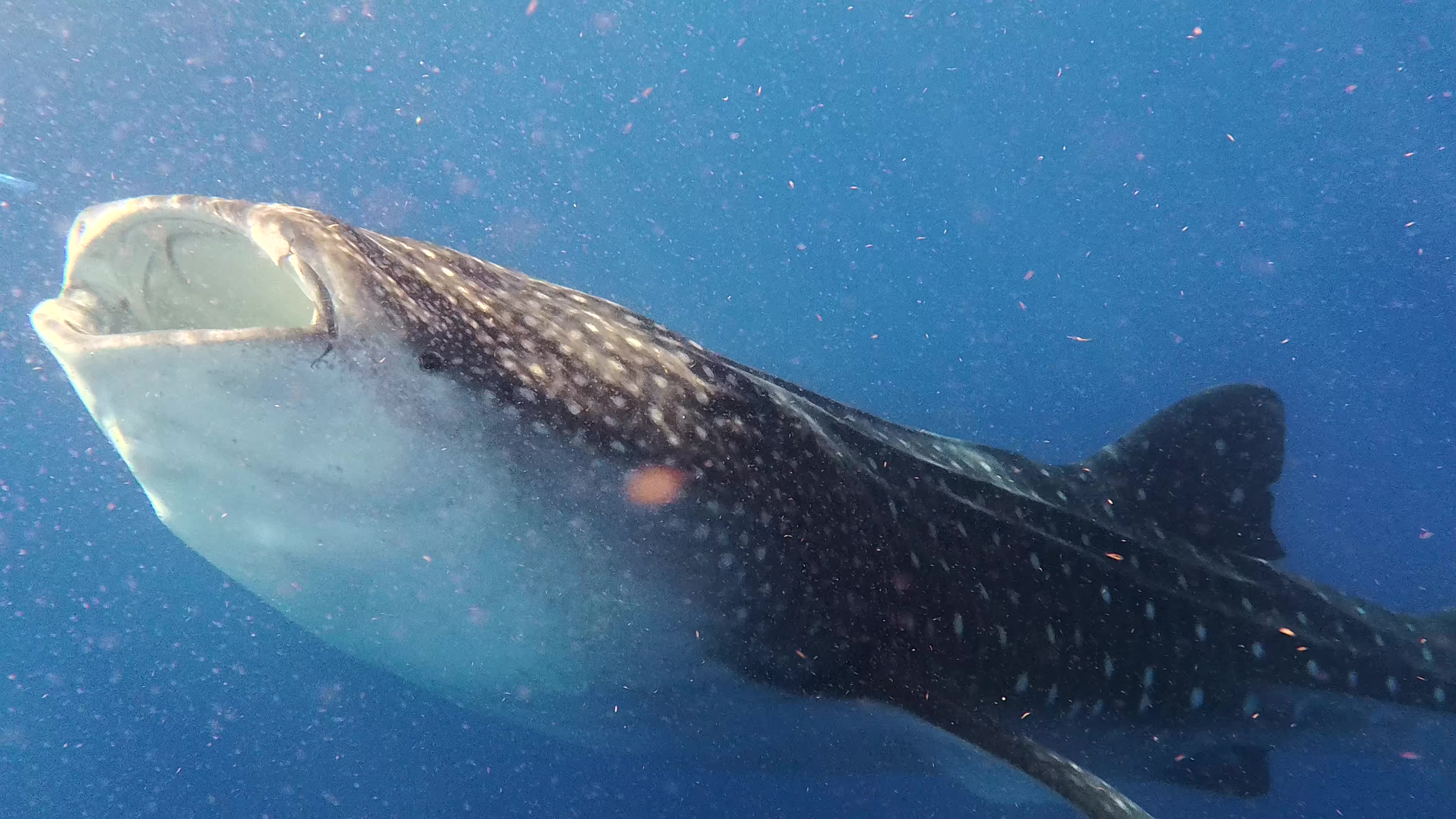 Filming whale sharks with Insta360 Ace Pro.