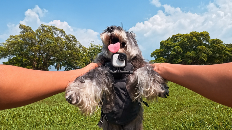 dog playing with its owner in the park wearing insta360 go ultra camera