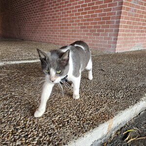 cat wearing Insta360 GO 3 Camera with Easy Clip 